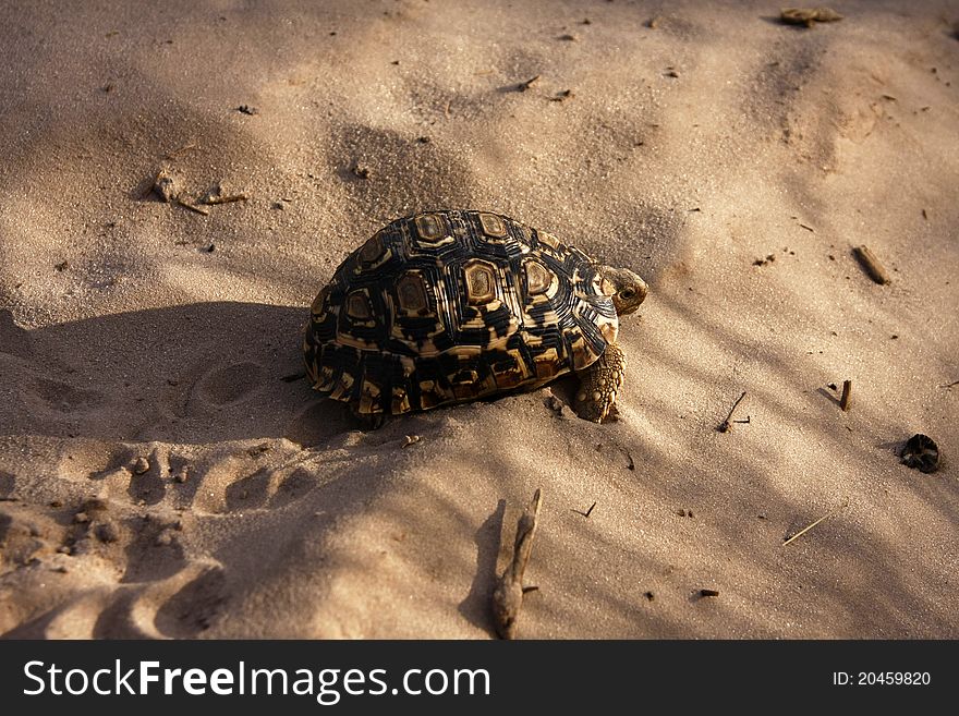 Leopard Spotted Tortoise on Kalahari Desert sand.