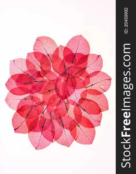 The pink flower petals, red on a white background. The pink flower petals, red on a white background.
