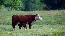 Female Cow With Baby Cafe Feeding Royalty Free Stock Photography Female Cow With Baby Cafe Feeding Royalty Free Stock Photography