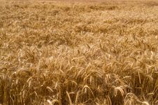 Field Of Wheat Stock Photo Field Of Wheat Stock Photo