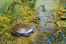 Edible Frog In Pond Close-up Stock Photography