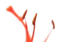 Orange Lilies Stock Image Orange Lilies Stock Image