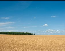Rye Field Royalty Free Stock Image Rye Field Royalty Free Stock Image