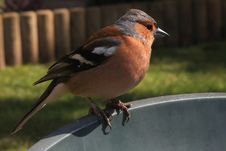 Chaffinch Royalty Free Stock Images
