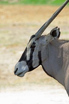 Oryx Antelope Royalty Free Stock Photos