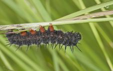 Caterpillar Stock Images