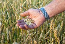 Man S Hand With A Grain Handful Royalty Free Stock Photo Man S Hand With A Grain Handful Royalty Free Stock Photo