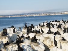 Monterey Cormorants Stock Images Monterey Cormorants Stock Images