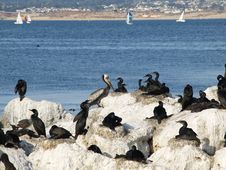 Sea Birds Stock Image Sea Birds Stock Image