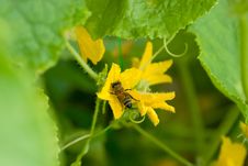 Bee Stock Photography
