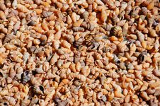 Tiny Seashells Royalty Free Stock Image Tiny Seashells Royalty Free Stock Image