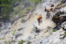 Goats On Rocks Stock Image Goats On Rocks Stock Image