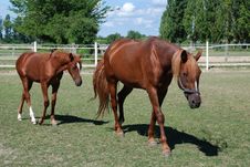 Mare And Foal Royalty Free Stock Image Mare And Foal Royalty Free Stock Image
