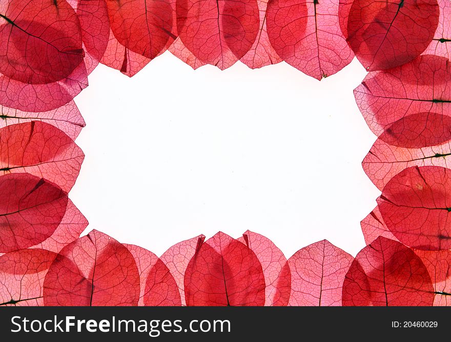 The pink flower petals, red on a white background. The pink flower petals, red on a white background.