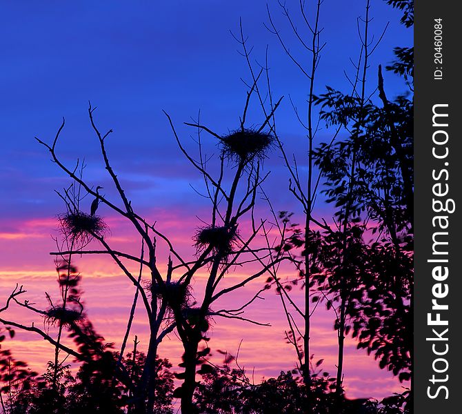 Rookery Heron Nests Set Against Early Morning Sky