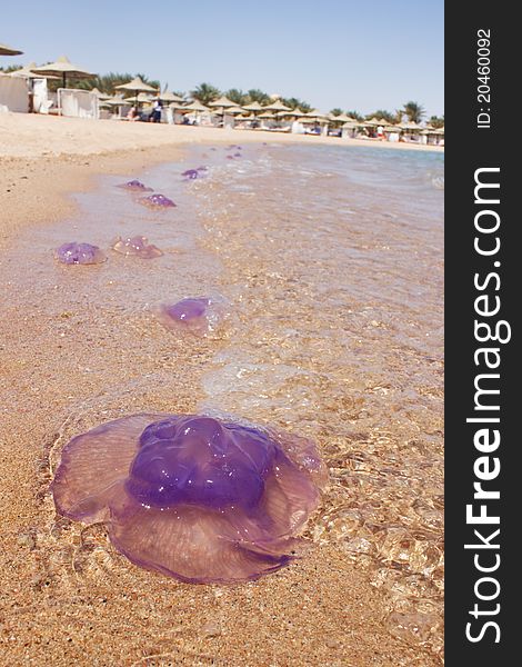 Huge jellyfish on Red sea shore. Huge jellyfish on Red sea shore