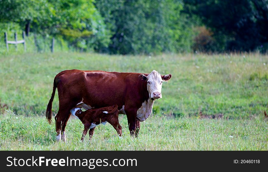 Female Cow With Baby Cafe Feeding