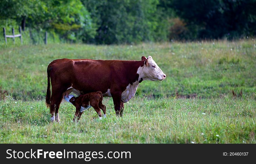 Female cow allowing itâ€™s baby cafe to feed on itâ€™s teats. Female cow allowing itâ€™s baby cafe to feed on itâ€™s teats.