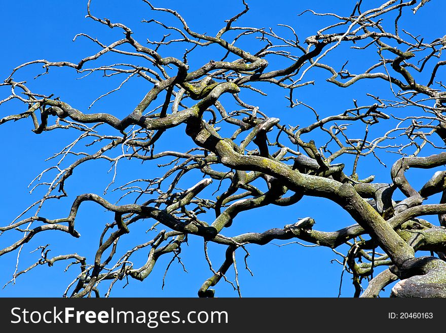 Wild tree set against dark blue sky