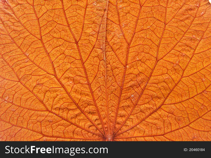 The background color of orange, gold leaf. The background color of orange, gold leaf.