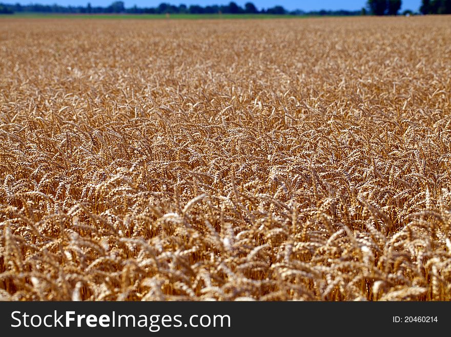 Field of grain ready for harvest for the farmer