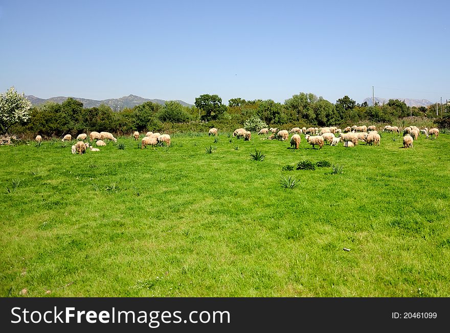 Flock of sheep in a field in Sardinia, Italy.