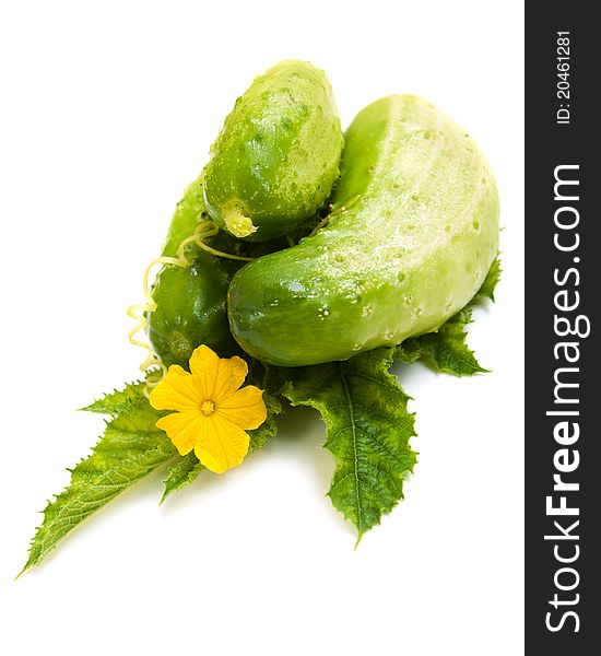Cucumbers and green leaves on a white background