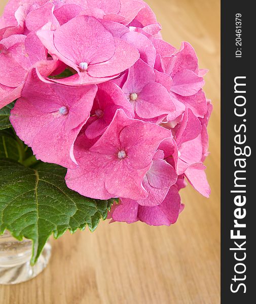 Pink hydrangea in vase on the table