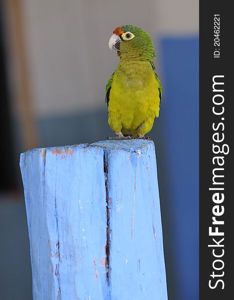 A green parrot on a post. That was shot on mexico's pacific coast