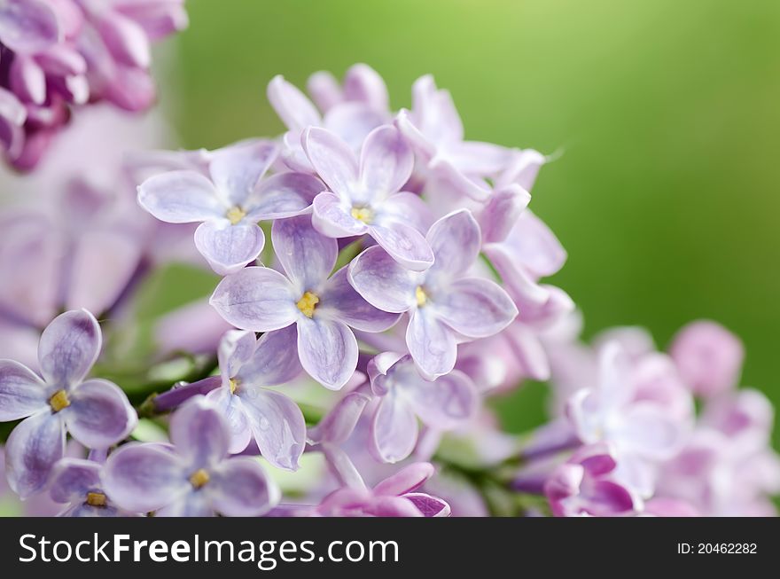 The beautiful lilac on a green background