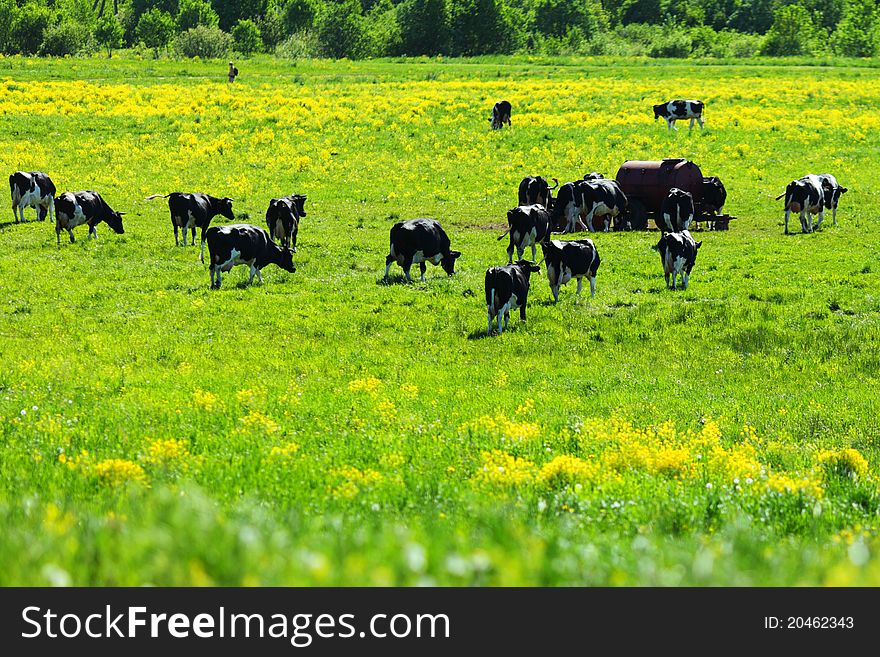 Cows On A Green Field