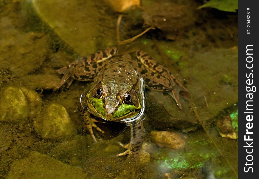 Close-up of a frog in a pond. Close-up of a frog in a pond