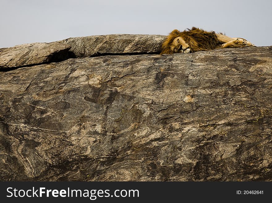 Lion Sleeping In Serengeti National Park