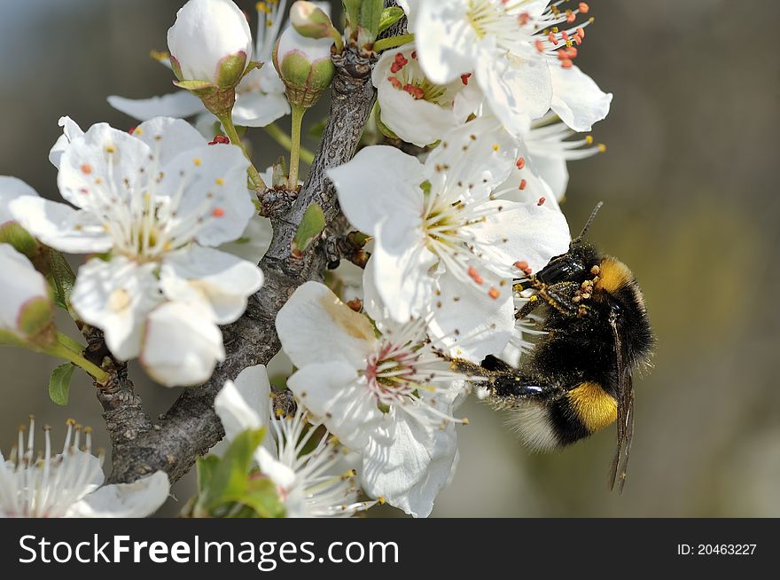 Bumble bee on white flowers