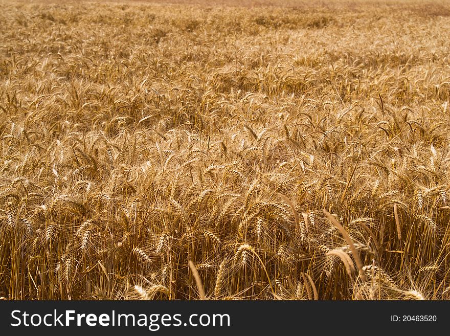 Field of gold wheat in sunny day. Field of gold wheat in sunny day