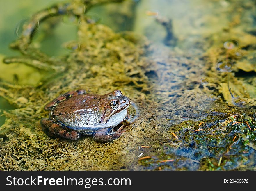 Edible Frog In Pond Close-up