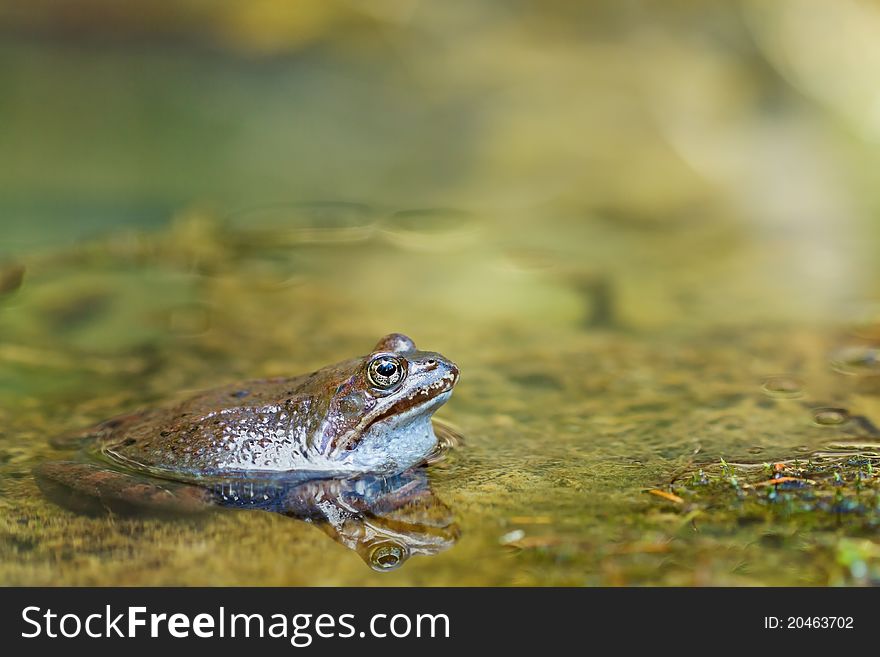 Common water frog or green frog in pond close-up. Common water frog or green frog in pond close-up