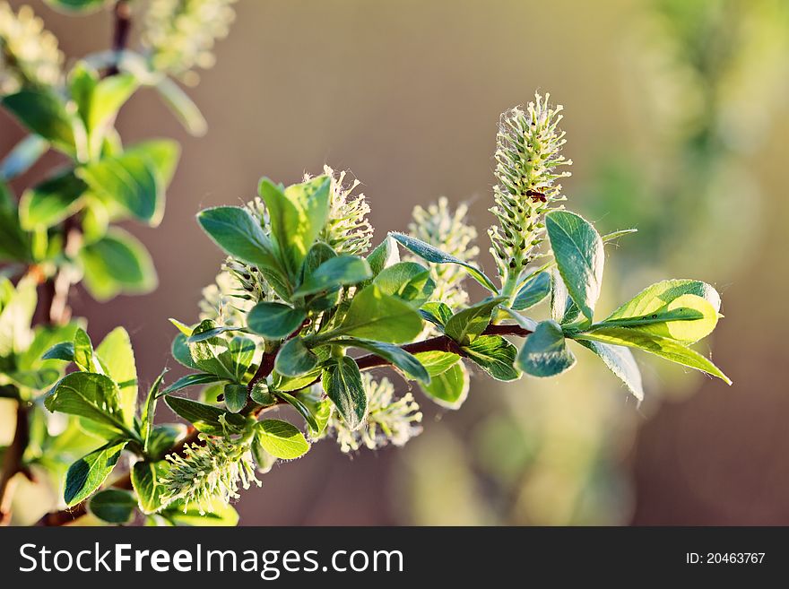 Flowering Willow Branch