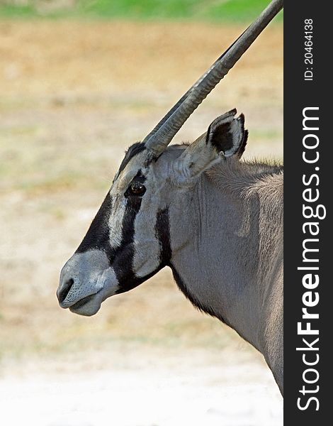 Close Up Profile Portrait Of Oryx Antelope Head