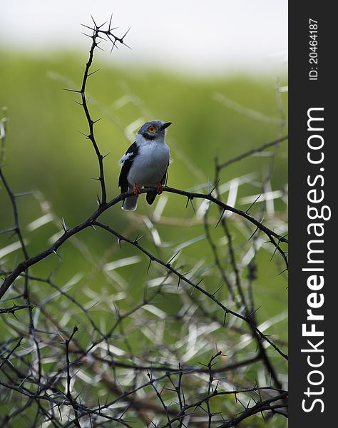 White-Crested Helmet-Shrike in Acacia thorn bush, Okovango Delta. White-Crested Helmet-Shrike in Acacia thorn bush, Okovango Delta.