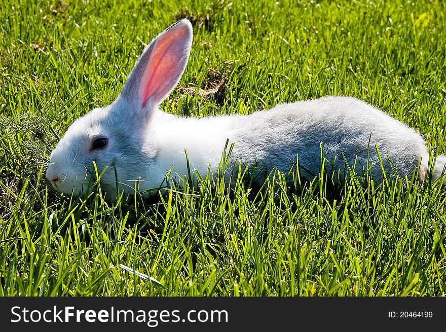 Small rabbit running after young green grass. Small rabbit running after young green grass