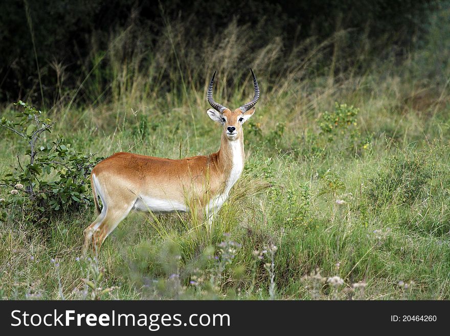 Red Lechwe antelope, water loving animal with partially webbed hooves.