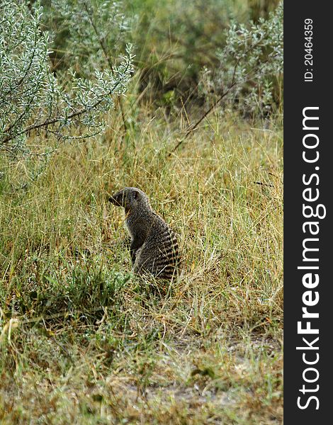 Banded Mongoose, native to the Kalahari bush veld.