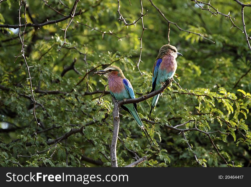 Lilac Breasted Rollers, mum teaching baby how to catch in the wild. Lilac Breasted Rollers, mum teaching baby how to catch in the wild.