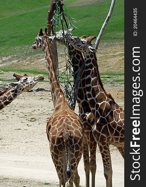 Group Of Giraffes Feeding In Tall Tree