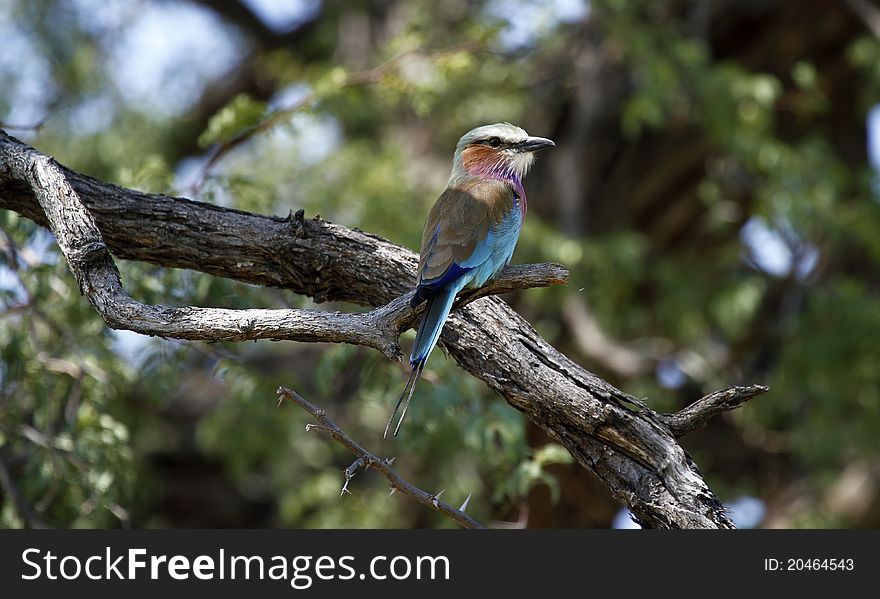 Lilac Breasted Roller. Indigenous to South Africa. Lilac Breasted Roller. Indigenous to South Africa