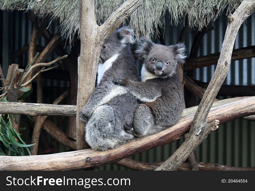 Koala of kangaroo island, australia
