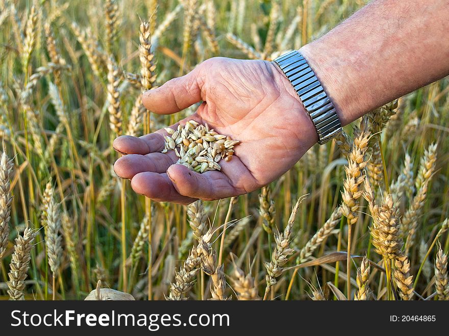 Man s hand with a grain handful