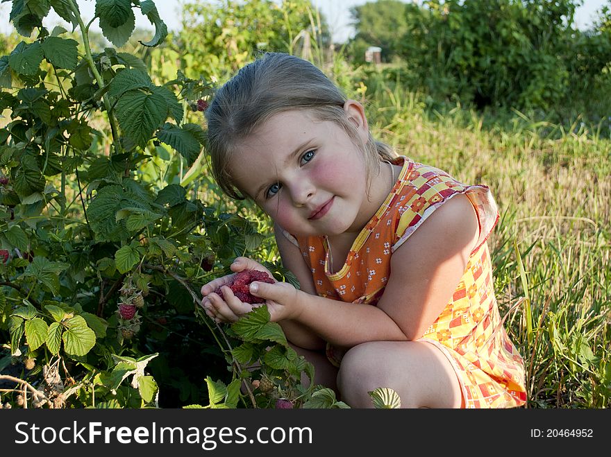 The little girl holds a ripe raspberry in palms. The little girl holds a ripe raspberry in palms