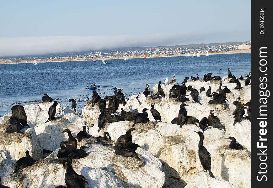 Cormorants on the pier, Monterey, California with coastal views. Cormorants on the pier, Monterey, California with coastal views